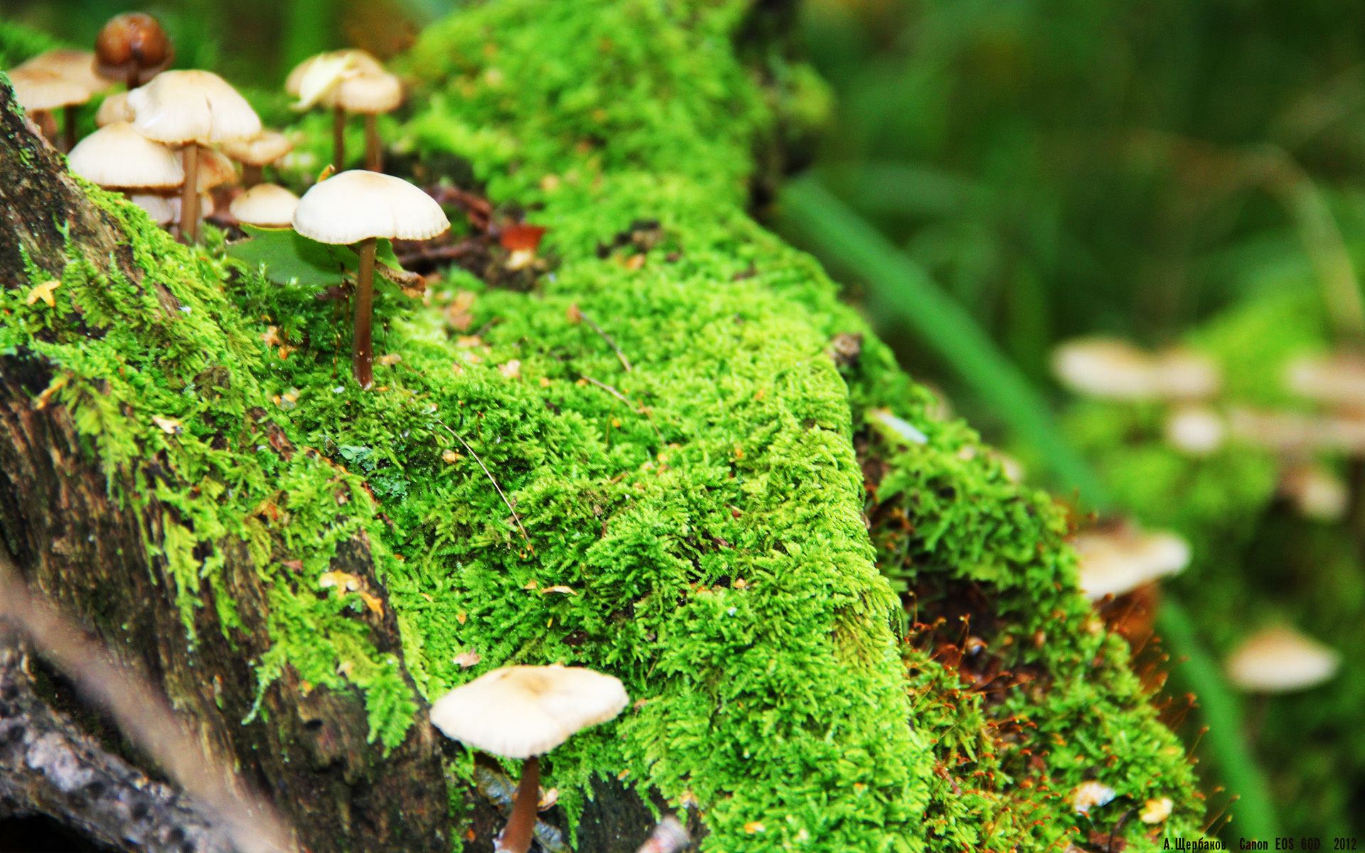 九游体育入口-森林狼新秀谈首次出场紧张又激动,森林狼错过的新秀