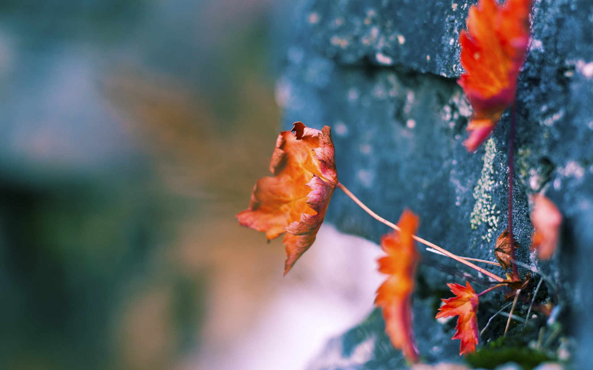 九游体育下载-法国青训项目的国际化发展，进一步巩固全球橄榄球地位，法国篮球青年队